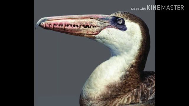 Pelagornis Sandersi Sounds