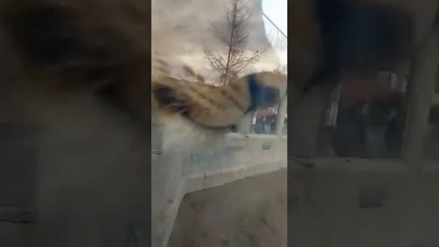 Азиза подружилась с Вовой! Клава когти точит))) Aziza has made friends with Vova! смотреть онлайн
