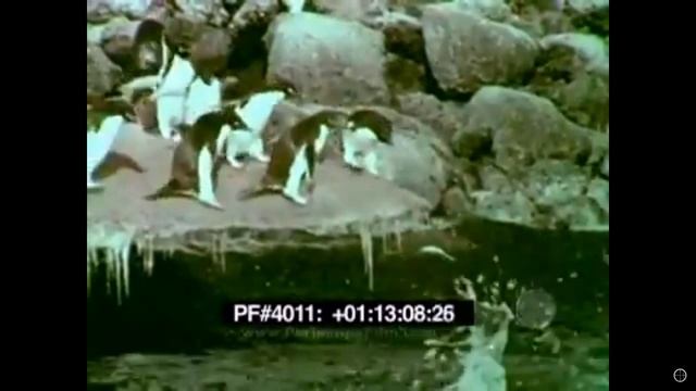 Короткометражный док. фильм / СИЛА СЕДЬМОГО КОНТИНЕНТА 1962 г смотреть онлайн