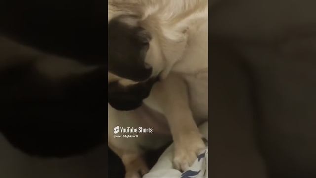 Мопс Милка смотреть онлайн