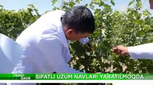 Янги узум навлари яратилмоқда