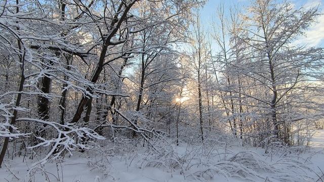 Солнечный день в заснеженном лесу. ч.3. Январь 2025 смотреть онлайн