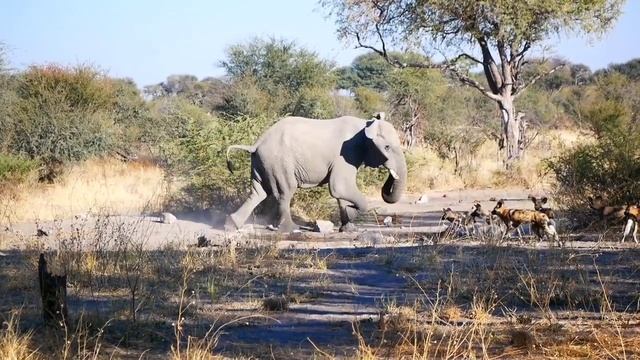 African bush elephant vs jaguar // Jaguar vs Elephant (Who will win). 🤔😎 смотреть онлайн