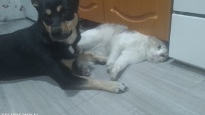 Моя собака плюшка мучает моего кота Фунтика
