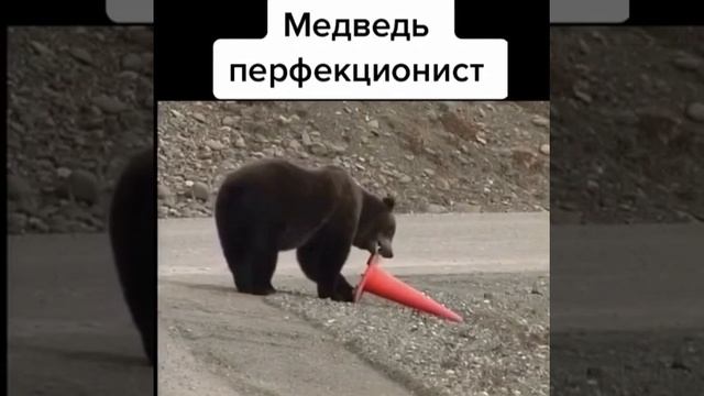 Кажется они эволюционируют 😂 смотреть онлайн