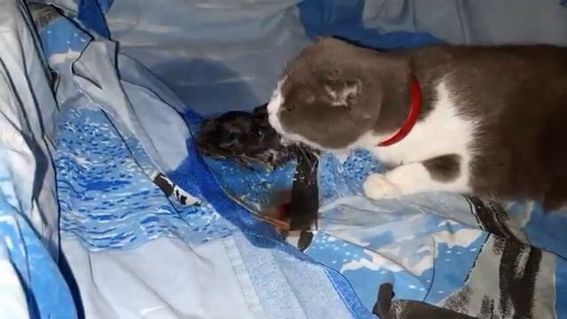Моя кошка родила котят смотреть онлайн