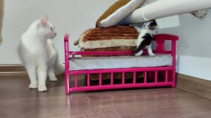 Мама-кошка интересуется, нравятся ли ее котам их кроват.