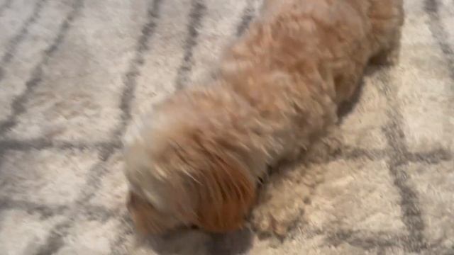 MY PUPPY'S EPIC EASTER! HOW SMART IS MY PUPPY AT EASTER EGG HUNTS? смотреть онлайн