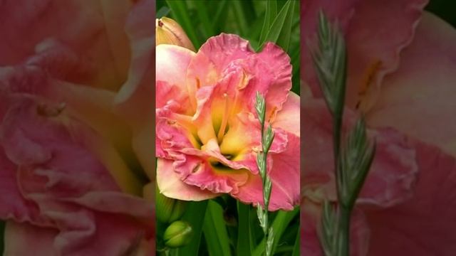 Мой лилейник. Дмитрий Шлапак смотреть онлайн