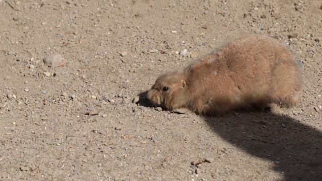 Сурок на прогулке смотреть онлайн