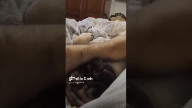 Мопс Милка смотреть онлайн