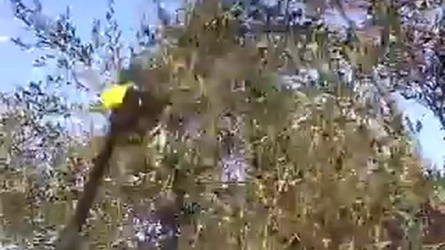 Giulivo para cada necesidad смотреть онлайн