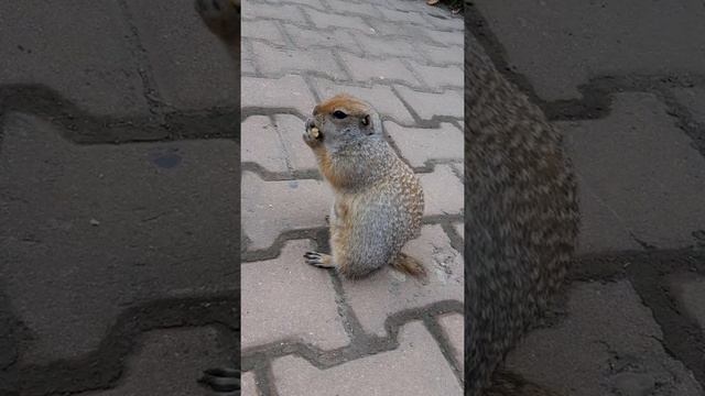 #Еврашка смотреть онлайн