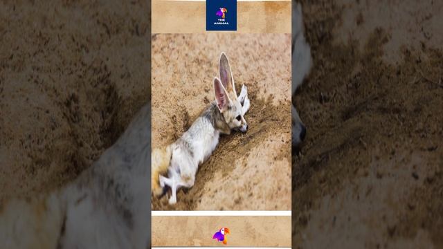🦊 Fennec Fox: The Desert's Tiny Treasure 🌟 | #FennecFox #DesertAdaptations 🏜️👂 смотреть онлайн