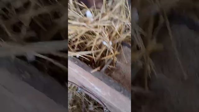 Утреннее кормление быка. #shorts смотреть онлайн