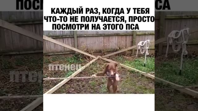 Умный пёс просто посмотри на него смотреть онлайн