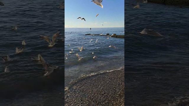Адлер. Море. Кормим чаек. смотреть онлайн