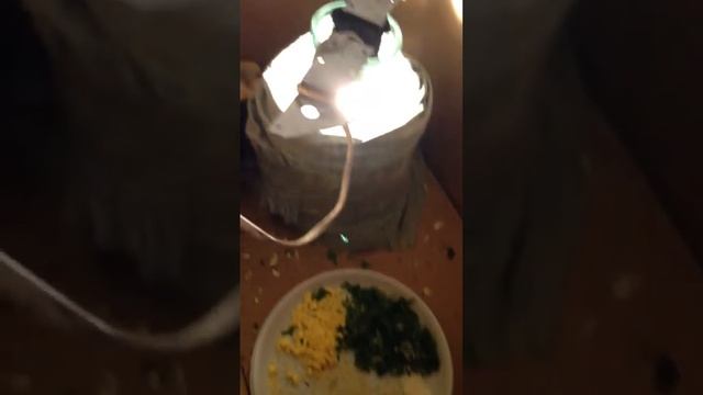 2х суточные цыплята смотреть онлайн