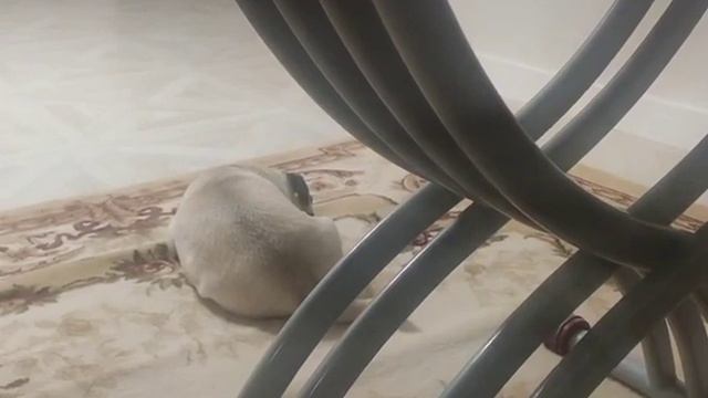 Мопс Милка смотреть онлайн