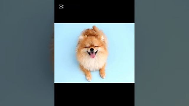 идеи для бумажных собак смотреть онлайн