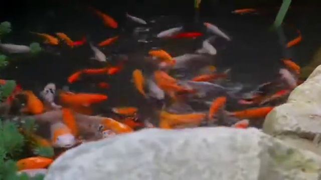 You need to know about Betta Fish - Fishing - History of Betta Fish смотреть онлайн