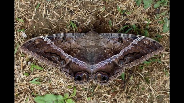 La Mariposa Negra смотреть онлайн