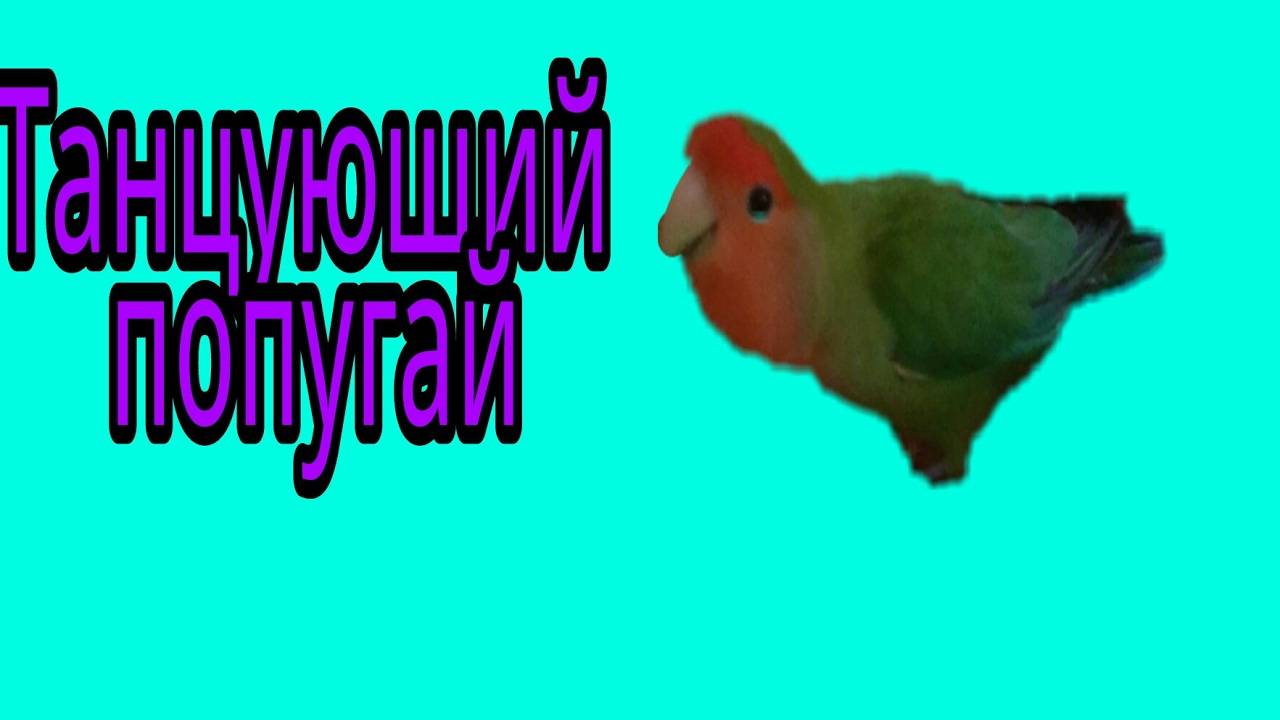 как сделать попугая в cmd смотреть онлайн