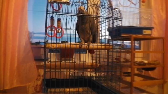 Жако разговаривает