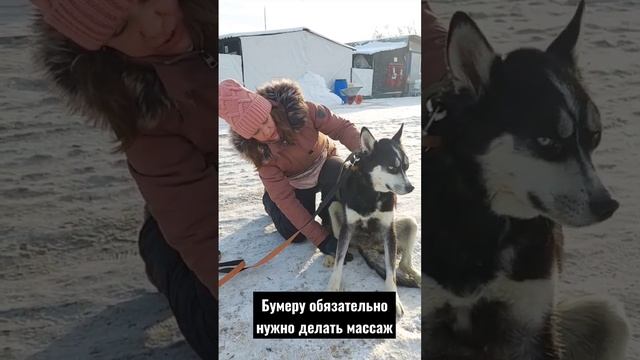 Бумер болеет в приюте Некрасовка. смотреть онлайн