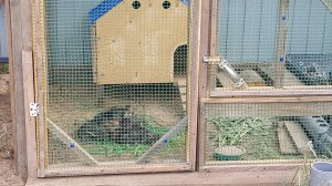 #загон для уток#