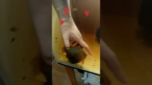 Дискусы. Любая рыба любит нежности. Мы в ответе за тех кого приручили.