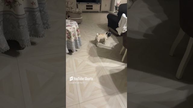 Мопс Милка смотреть онлайн