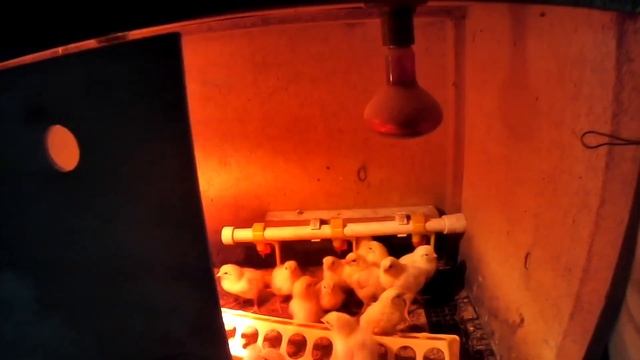 ДО И ПОСЛЕ. КРАТКИЙ ОБЗОР ФЕРМЫ смотреть онлайн