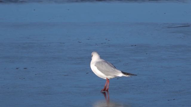 Black-headed gull walking on ice, Milton Keynes UK, January 2022 (Chroicocephalus ridibundus) смотреть онлайн