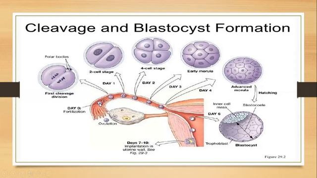 Fertilisation смотреть онлайн