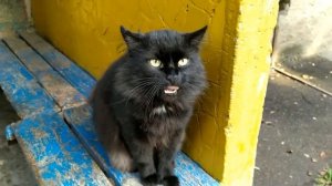 Котейка 1 - 4 серии | Детектив 2021