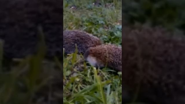 Ежики не поделили миску с молоком смотреть онлайн