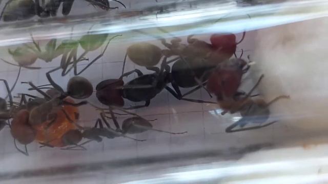 Camponotus singularis (Thailand) 10.09.2022 смотреть онлайн