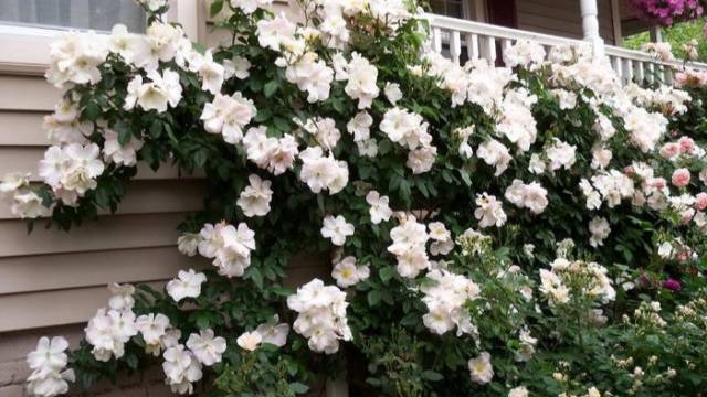 Обрезка и подвязка высоких роз, для  цветения весь сезон, Питомник Роз Полины Козловой Rozarium.biz