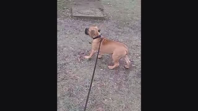 Бурбуль Блейд! 3 месяца! Первая прогулка!