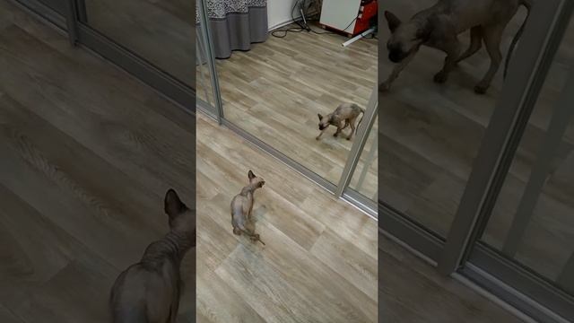 канадский сфинкс смотреть онлайн