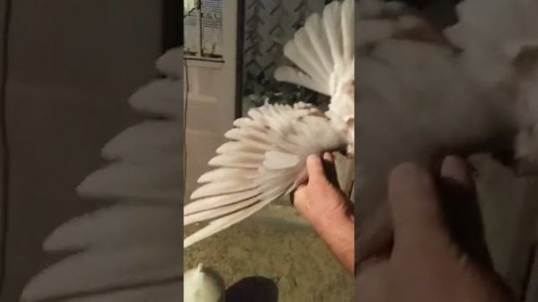 Голуби Серёги