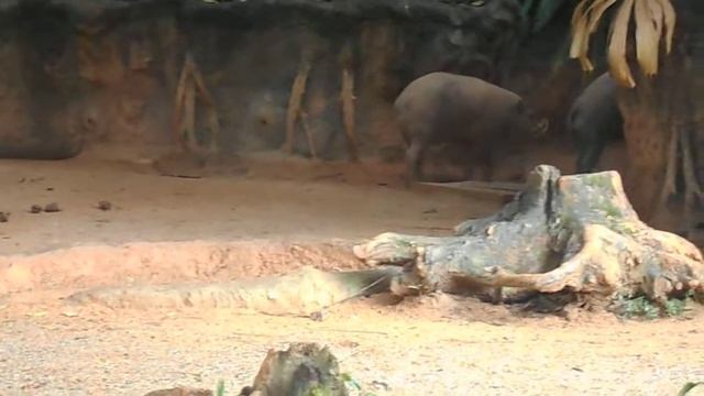 Bairusa`s exploring their new habitat смотреть онлайн