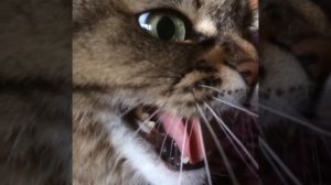 Кошка шипит