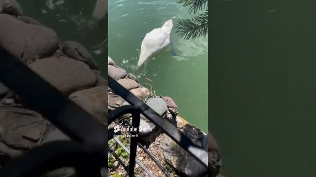 Даховская Слобода смотреть онлайн