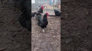Куры Джерсийский гигант!!!