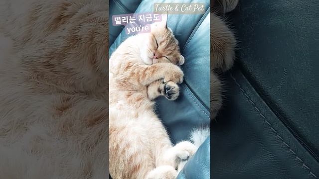 I'm Super Shy ✨️🐱 | Turtle & Cat Pet смотреть онлайн