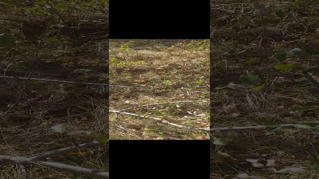 нашёл колесо от вагонетки