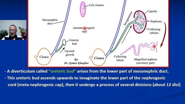 𝟎𝟓. 𝐃𝐞𝐯𝐞𝐥𝐨𝐩𝐦𝐞𝐧𝐭 𝐨𝐟 𝐭𝐡𝐞 𝐮𝐫𝐢𝐧𝐚𝐫𝐲 𝐬𝐲𝐬𝐭𝐞𝐦 (𝐏𝐚𝐫𝐭 𝐈) 𝐊𝐢𝐝𝐧𝐞𝐲 & 𝐔𝐫𝐞𝐭𝐞𝐫𝐬 смотреть онлайн