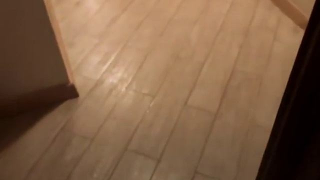 Мопс Мила смотреть онлайн